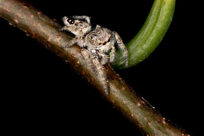 Close-up of lizard on branch against black background