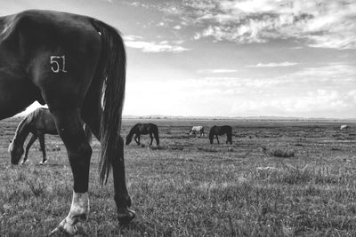 Horses grazing on landscape