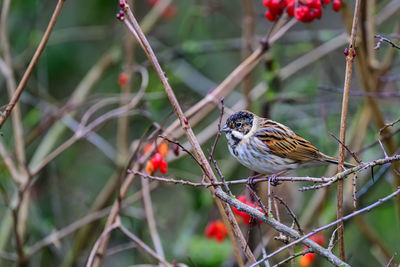 Male reed bunting, emberiza schoeniclus, perched on a bush twig