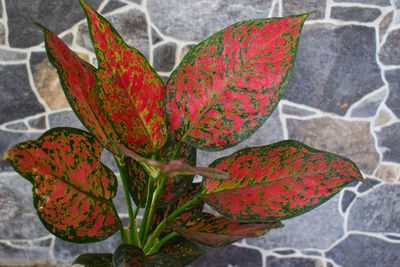 High angle view of red flowering plant