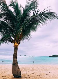 Palm tree on beach against sky