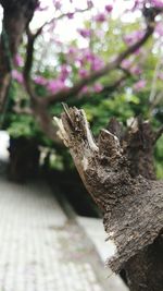 Close-up of lizard on tree trunk