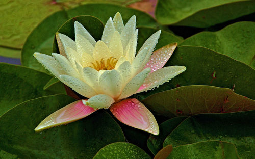 Close-up of lotus water lily in pond