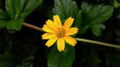 Close-up of yellow flower