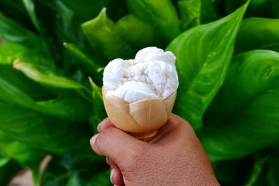 Close-up of hand holding leaves