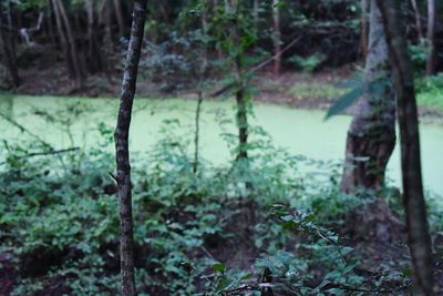 Trees growing in forest