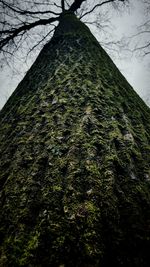 Low angle view of trees against sky