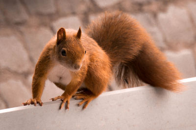 Close-up of squirrel