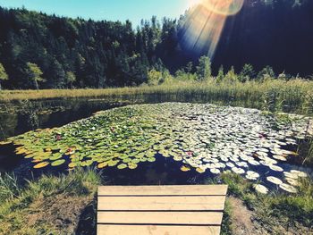 Plants and bench in park by lake