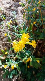 Close-up of yellow flowers blooming in field