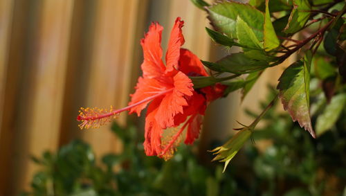 Close-up of red maple leaf