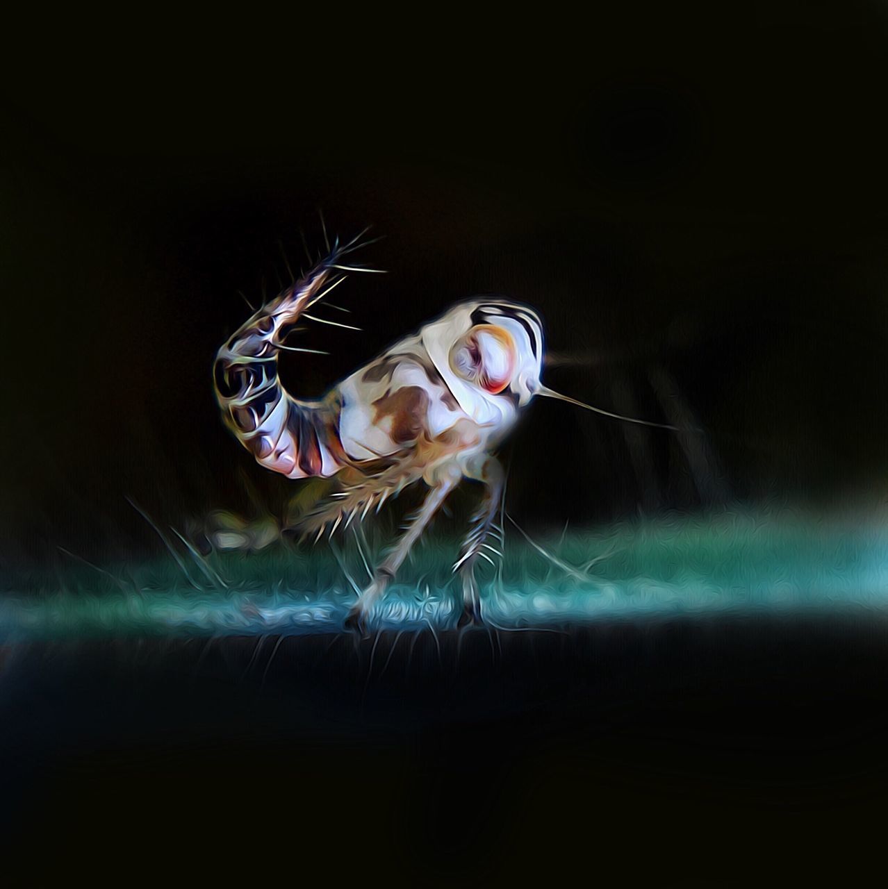 animal themes, one animal, spider, insect, spider web, animals in the wild, wildlife, close-up, spinning, night, selective focus, full length, zoology, focus on foreground, no people, indoors, two animals, web