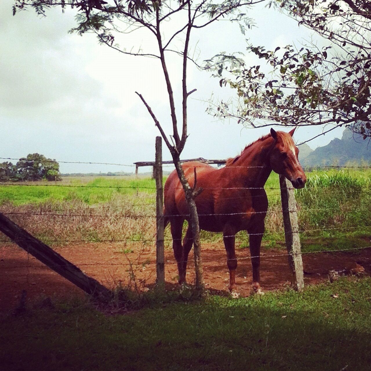 animal themes, horse, domestic animals, livestock, mammal, herbivorous, field, fence, sky, one animal, grass, working animal, standing, grazing, tree, landscape, full length, two animals, brown, side view