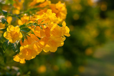 Close-up of yellow flowering plant