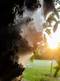 Close-up of horse by tree against sky