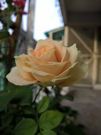 Close-up of flower against blurred background