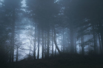 Trees in forest against sky
