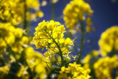 Close-up of yellow flowers