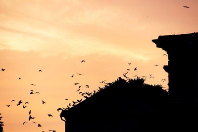 Silhouette birds flying in sky during sunset