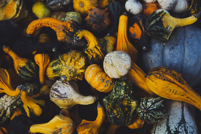 Close-up of pumpkins