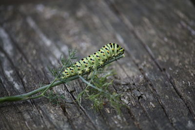 Close-up of caterpillar on plant over wood