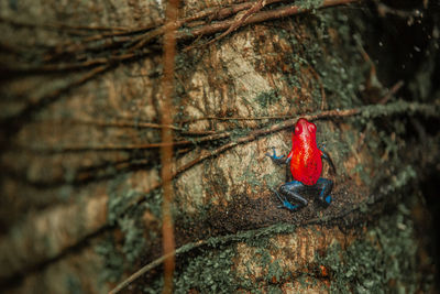 Close-up of insect on tree trunk