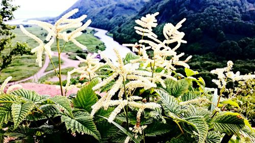 Plants growing on tree