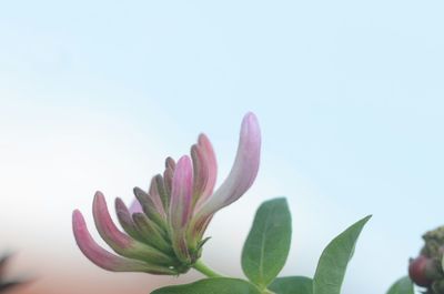 Close-up of pink flowering plant against clear sky