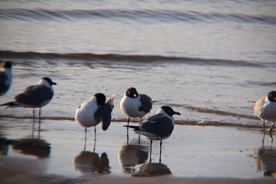 Birds perching on beach