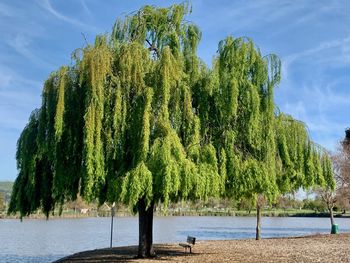tree