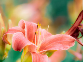 Close-up of red flowering plant