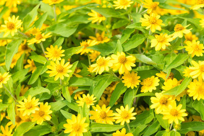 Close-up of yellow flowering plants