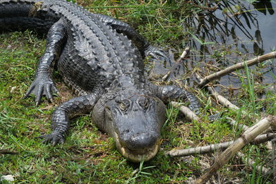 Everglades alligator florida