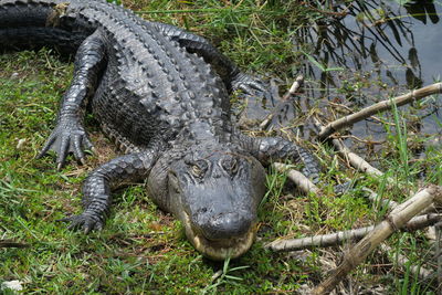 Close-up of crocodile on grass