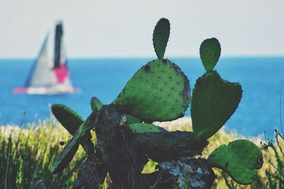 Close-up of succulent plant growing by sea against sky