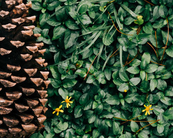 High angle view of pine cone on bed of various green leaves