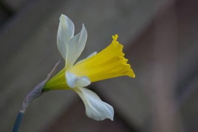 Close-up of fresh yellow flower