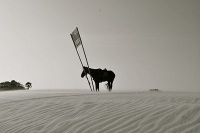 Black horse standing on sand against clear sky in desert