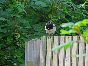 Close-up of bird perching on wood