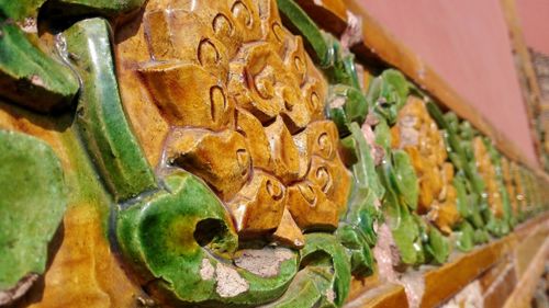 Close-up of plant
