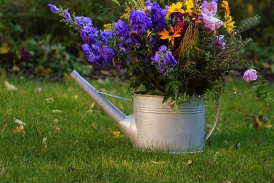 Purple flowering plants in a pot