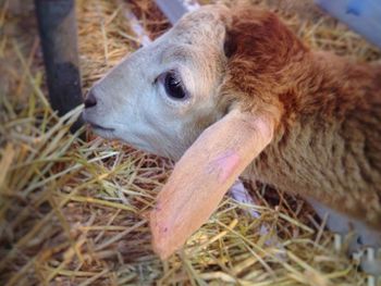 High angel view of goat