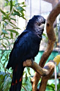 Close-up of bird perching on tree