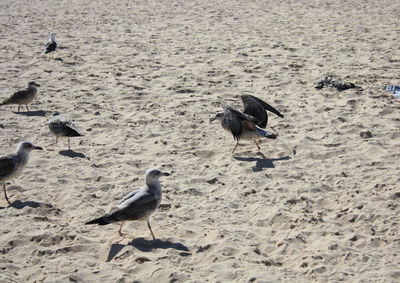 High angle view of seagulls on beach