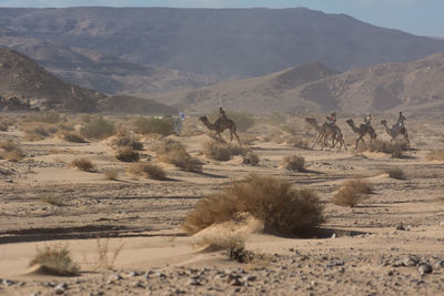 Scenic view of desert against sky