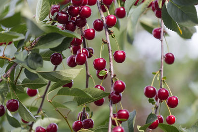 Close-up of berries growing on tree