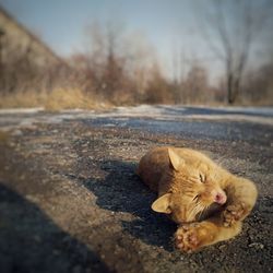 Portrait of ginger cat on road