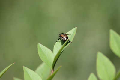 Close-up of insect on plant