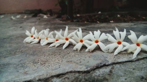 Close-up of white flowers