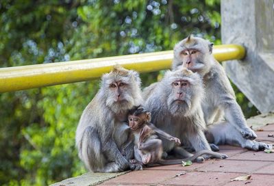 Monkeys sitting outdoors